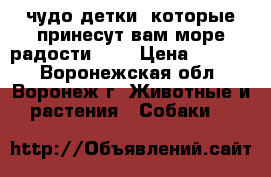чудо детки, которые принесут вам море радости!!!! › Цена ­ 8 000 - Воронежская обл., Воронеж г. Животные и растения » Собаки   